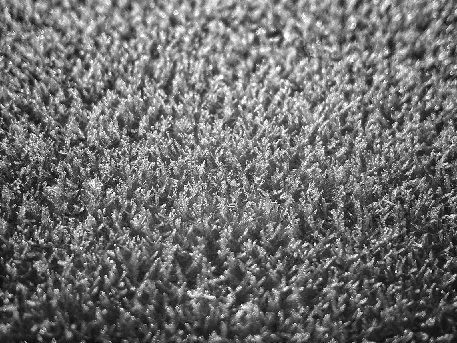 a black and white photo of a carpet